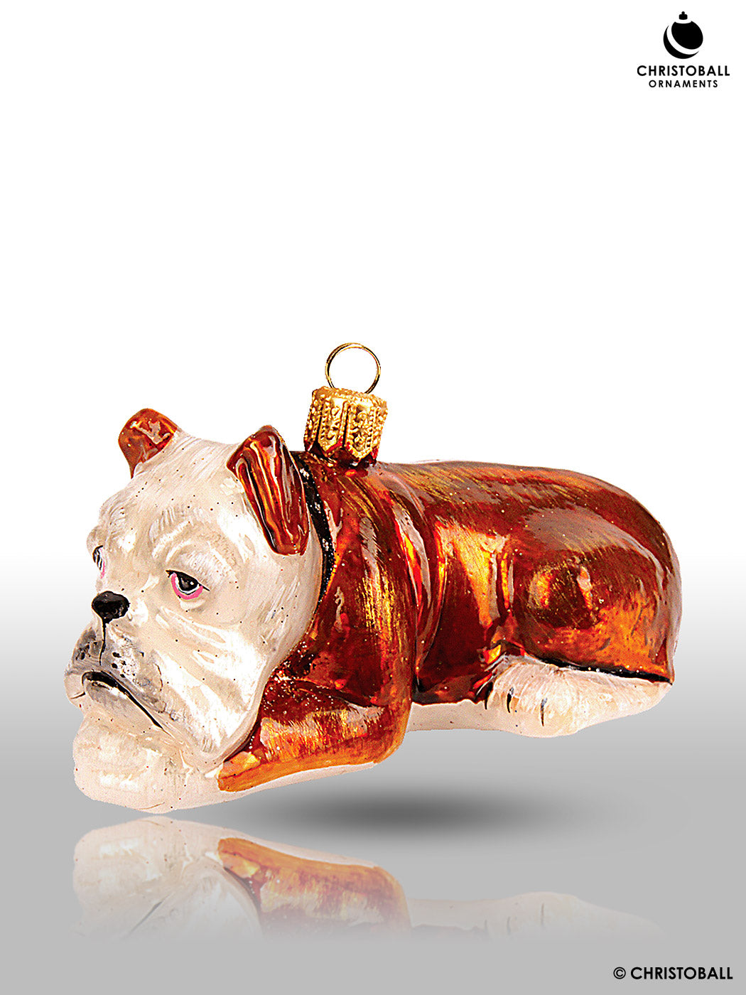 Hund - Englische Bulldoge