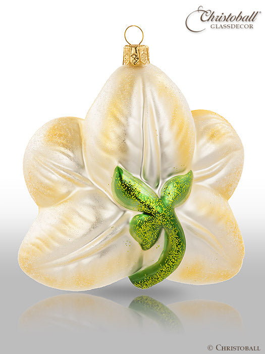 Orchideenblüte / Creme-Weiss
