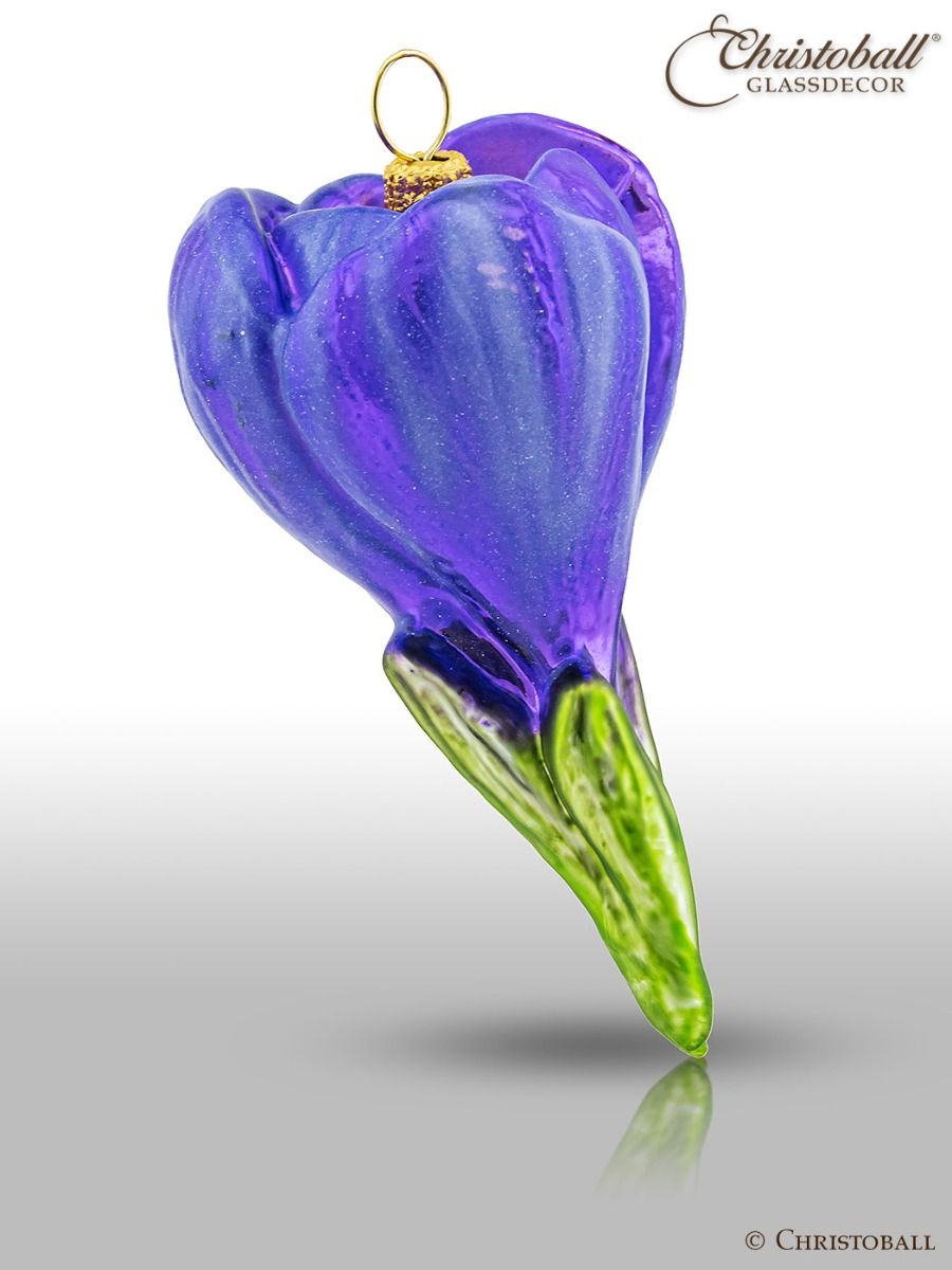 Krokus Blüte hängend - Lila
