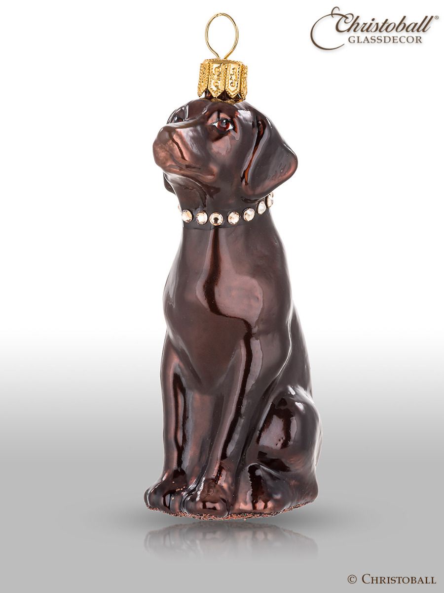 Hund - Labrador Braun